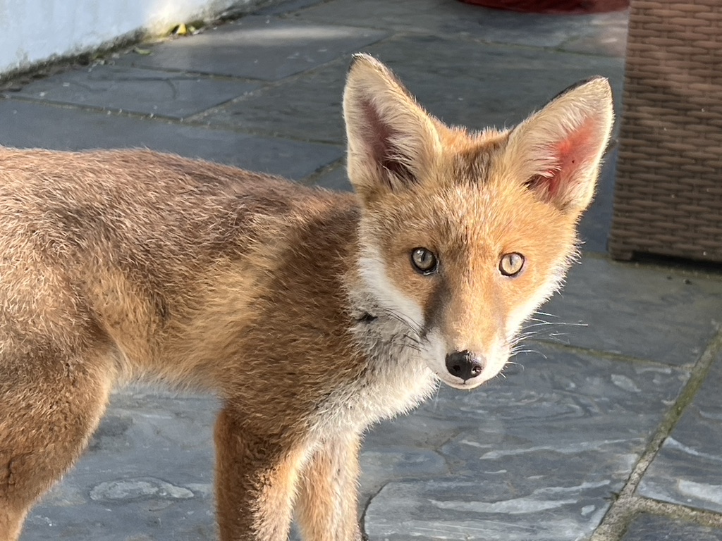 I just think this is a nice fox.